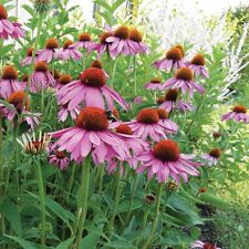 Echinacea plants 9cm for sale  EVESHAM