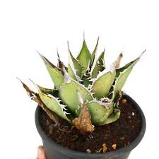 Agave oteroi oaxaca usato  Napoli
