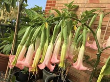Brugmansia rosella for sale  CHRISTCHURCH