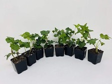 English ivy live for sale  Menifee