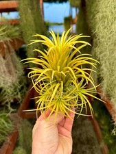 Ionantha sumo white for sale  Vacaville