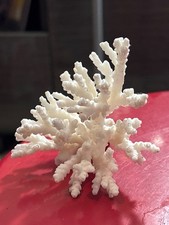 Natural real white for sale  San Leandro