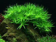 Heteranthera zosterifolia star for sale  LEAMINGTON SPA