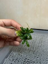 Bucephalandra crocodile mini d'occasion  Calais