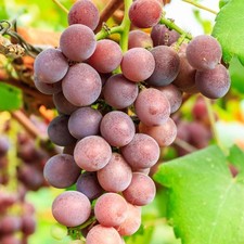 Grape supernova seedless for sale  SOUTHAMPTON