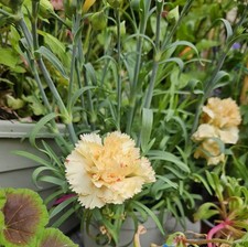 Yellow dianthus perennial for sale  LONDONDERRY