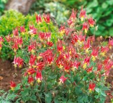 Columbine eastern red for sale  Sevierville