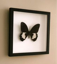 Framed real butterfly d'occasion  Vienne