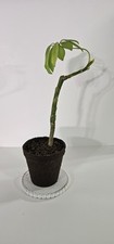 Hawaiian umbrella tree for sale  Syracuse