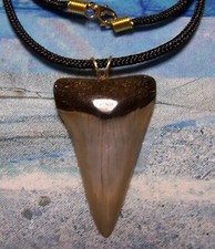 Mako shark tooth for sale  Hinesville