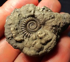 Crucilobiceras pyrite ammonite for sale Crucilobiceras pyrite ammonite for sale  BRISTOL