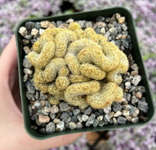 Golden brain cactus for sale  Vista