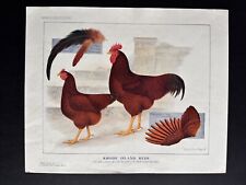 rhode island red for sale  NORTHAMPTON