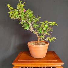 Pre bonsai bouganvillea usato  San Pancrazio Salentino