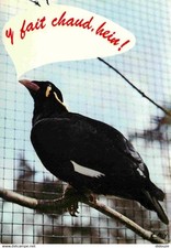 Animals birds mainate d'occasion  Expédié en Belgium