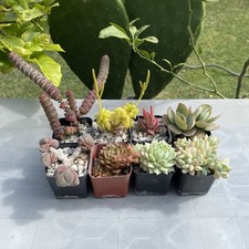 Succulent variety plants for sale  Oxnard