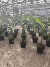 Musa basjoo 140cm gebraucht kaufen  Ludwigsburg