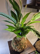 Kokedama ball peace for sale  Corpus Christi
