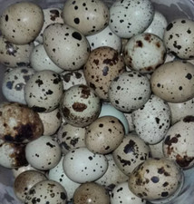 Uova quaglia feconde usato Uova quaglia feconde usato  Voghera