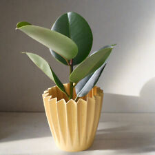 Ficus elastica robusta for sale  COALVILLE
