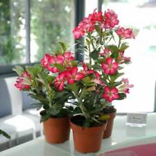 Adenium obesum desert for sale  Shipping to Ireland