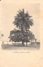 Senegal palm tree d'occasion  France