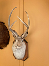 Jackalope mount taxidermy for sale  Lakemore