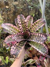Bromeliad neoregelia pure for sale  USA