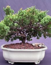 Juniper bonsai tree for sale  Patchogue