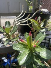 Doublecolor adenium live for sale  Hollywood
