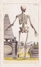 Mensch skelett skeleton gebraucht kaufen  Seubersdorf