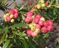 Blueberry pink lemonade for sale  Yucaipa