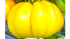 Yellow accordian tomato for sale  REDDITCH