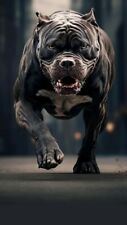 Cane corso dogo usato  Italia