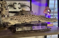 Stuffed marine fish for sale  Boca Raton