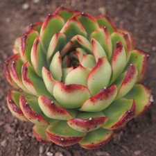 Echeveria pulidonis succulent for sale  San Francisco