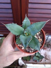Agave titanota. pot usato  Civitanova Marche