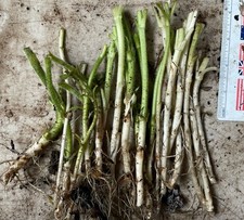 Bare root jerusalem for sale  Norfolk