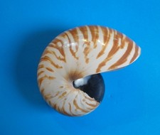 Nautilus macromphalus d'occasion  Strasbourg-