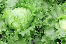 1000 samen eisberg gebraucht kaufen  Deutschland
