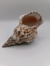 trumpet shell for sale  BRISTOL