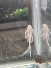 Long fin snow for sale  Fairfield