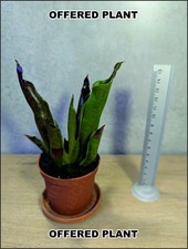 Heliamphora neblinae x sarracenioides - adult division na sprzedaż  PL