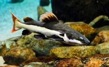 tropical catfish for sale tropical catfish for sale Haslet