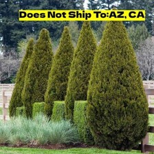 Spartan juniper outdoor for sale  Fort Mill