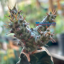 single succulents for sale  Austin