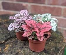 Polka dot plants for sale  SELBY