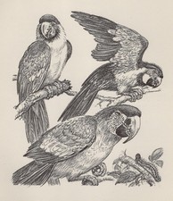 Parrot macaw custom for sale  Tampa
