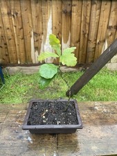 English oak potted for sale  PEMBROKE
