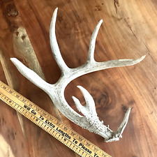 Big wild deer for sale  Nampa